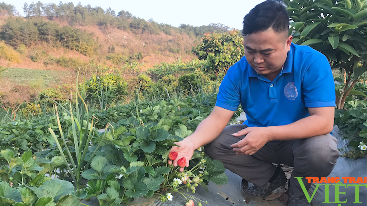 Sơn La: Trồng dâu tây Hana trên núi nông dân thu tiền tỉ mỗi năm. - Ảnh 2.