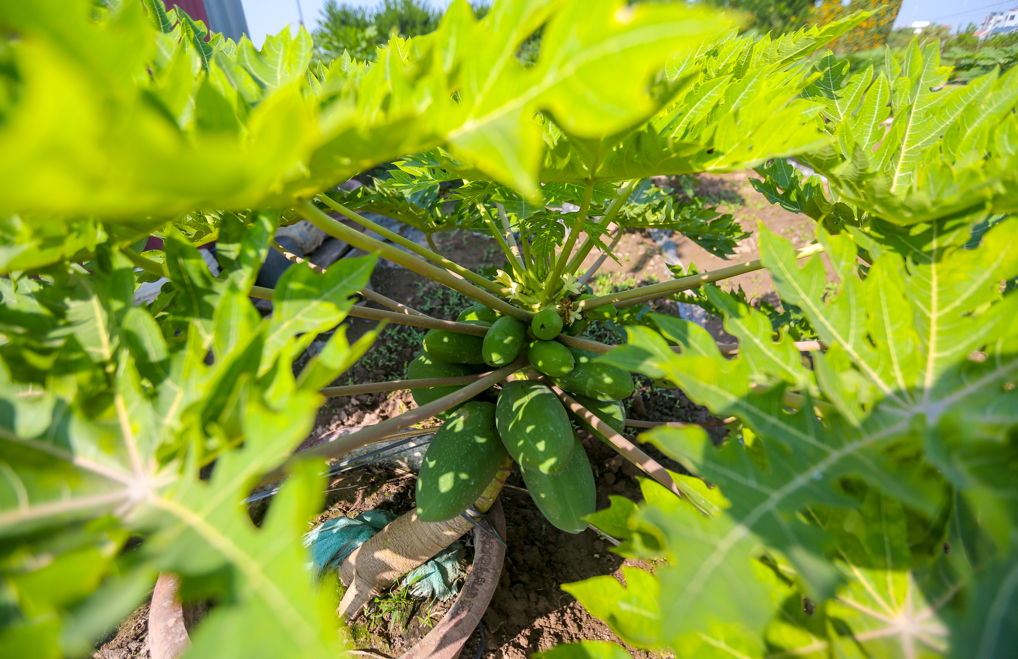 CLIP: Đu đủ bonsai tiền triệu hút khách trên thị trường Tết 2022 - Ảnh 10.