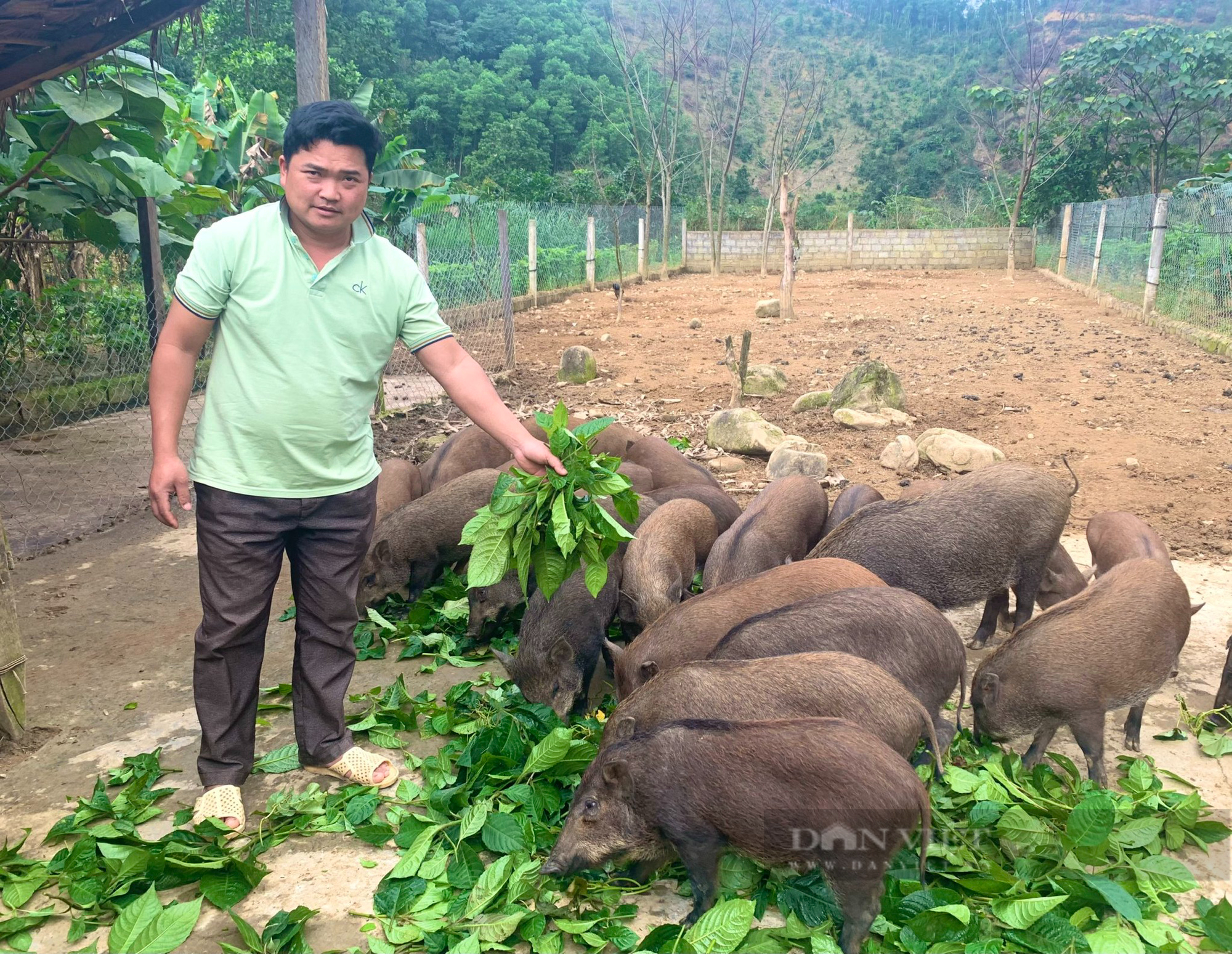 Một xã ở Quảng Bình nhà nào cũng nuôi lợn rừng, thu lãi hơn 100 triệu đồng/hộ/năm - Ảnh 2.