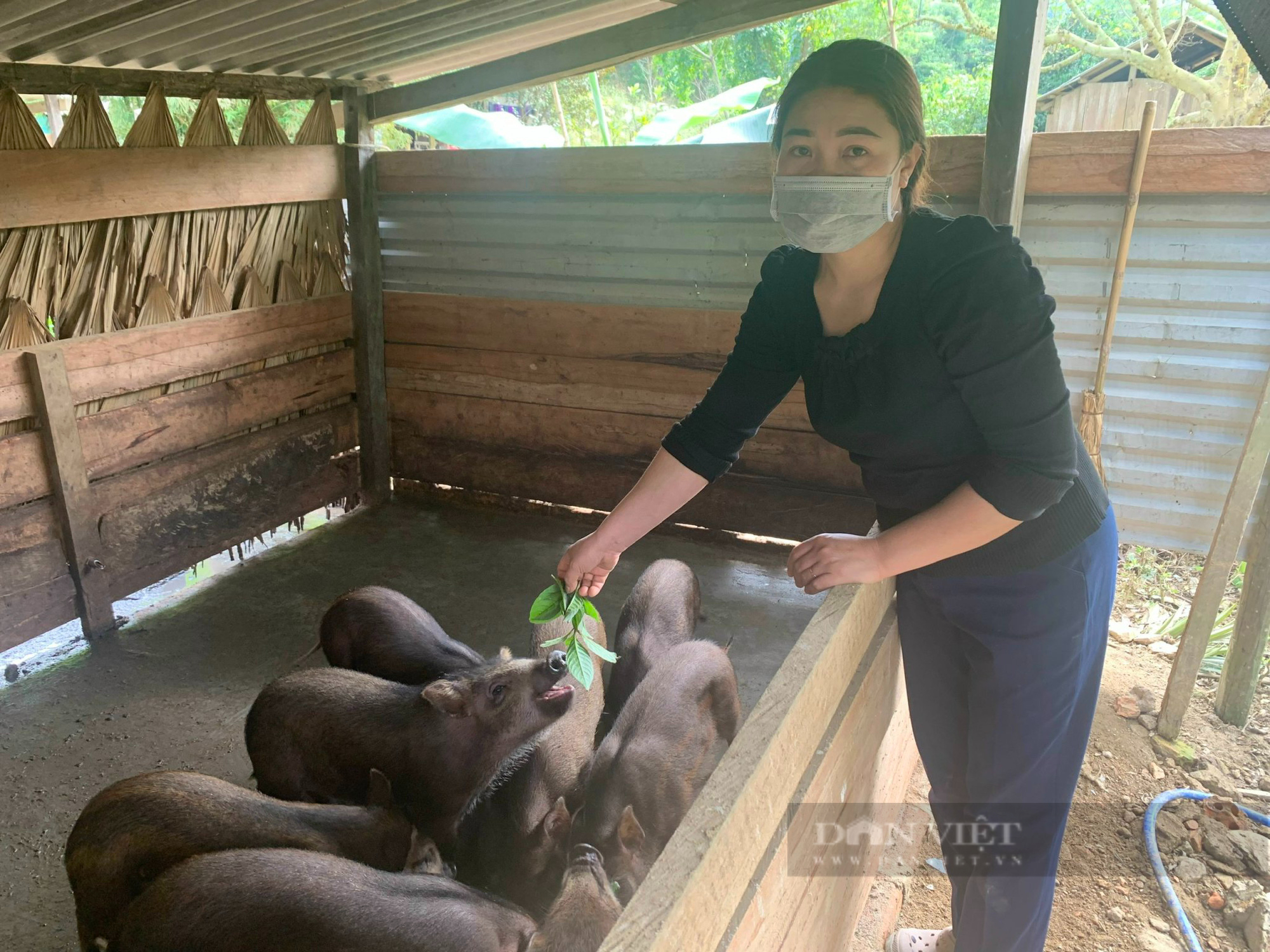 Một xã ở Quảng Bình nhà nào cũng nuôi lợn rừng, thu lãi hơn 100 triệu đồng/hộ/năm - Ảnh 4.
