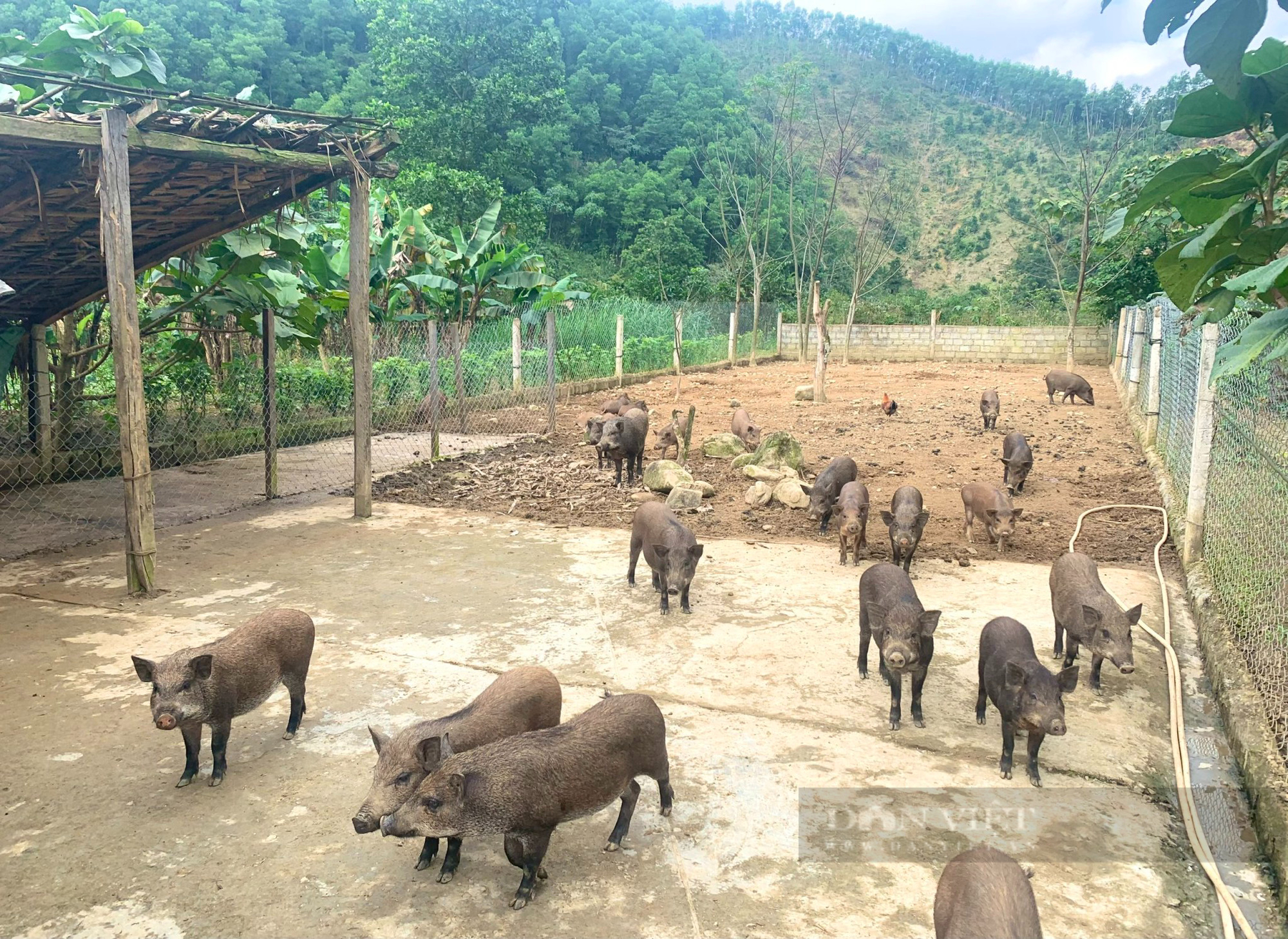 Một xã ở Quảng Bình nhà nào cũng nuôi lợn rừng, thu lãi hơn 100 triệu đồng/hộ/năm - Ảnh 3.