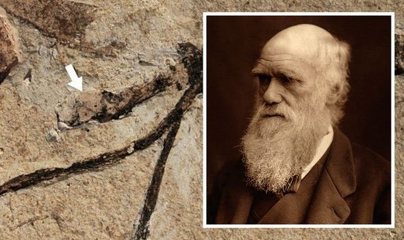 Bí ẩn từng khiến Charles Darwin đau đầu được giải mã sau 140 năm - Ảnh 1.