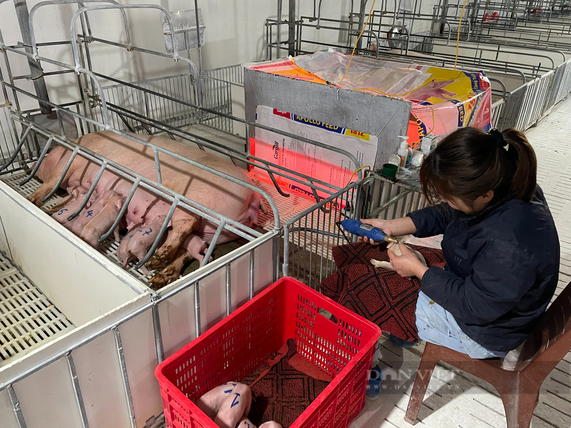 Giá lợn hơi tăng 5.000-6.000 đồng/kg, ông chủ trang trại thu đều đều 8-10 tỷ đồng mỗi tháng - Ảnh 3.