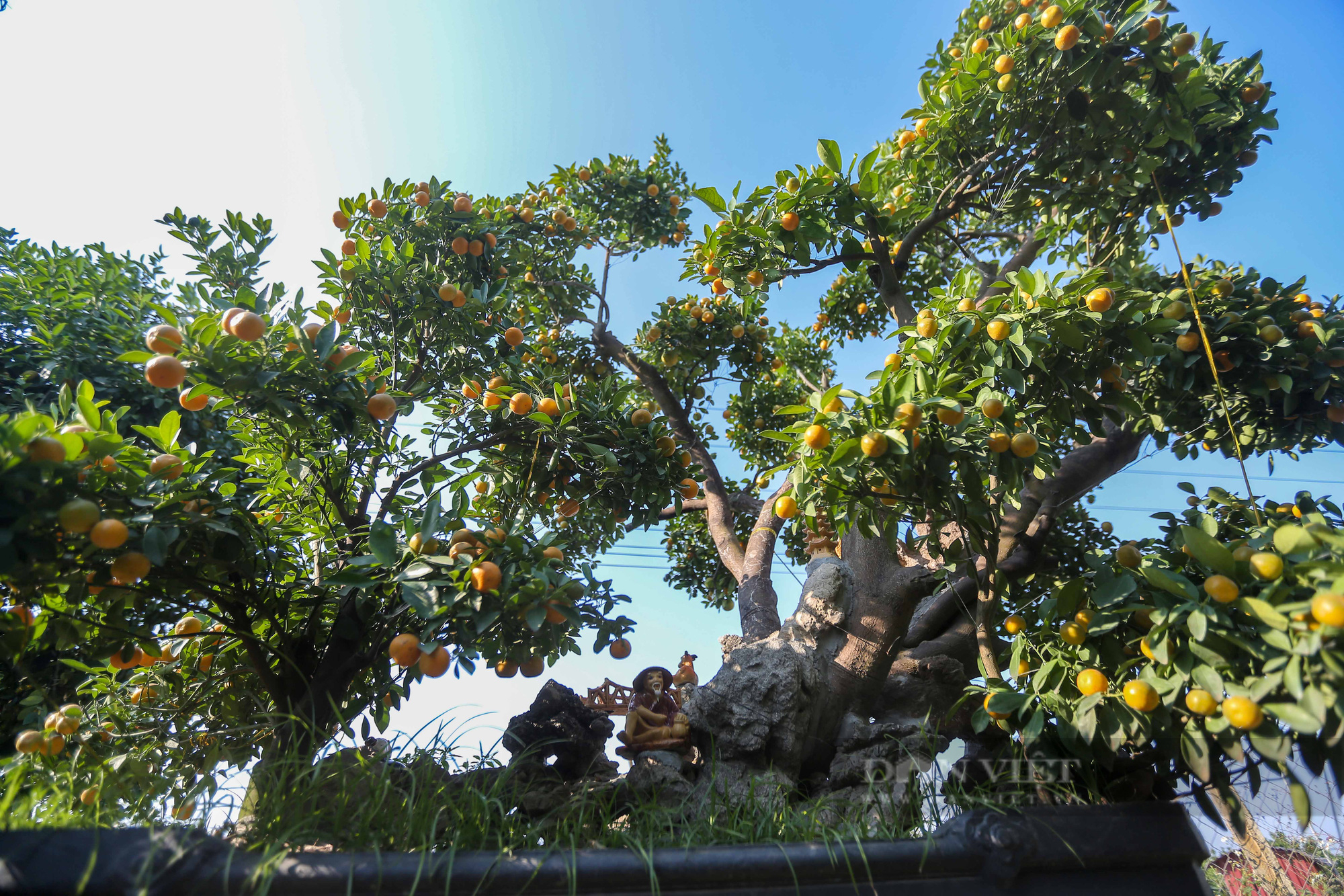Lạc vào khu vườn quất bonsai cổ thụ tiền tỷ của nông dân Hưng Yên - Ảnh 4.