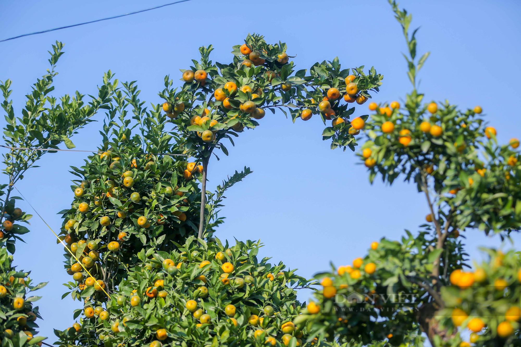 Lạc vào khu vườn quất bonsai cổ thụ tiền tỷ của nông dân Hưng Yên - Ảnh 8.