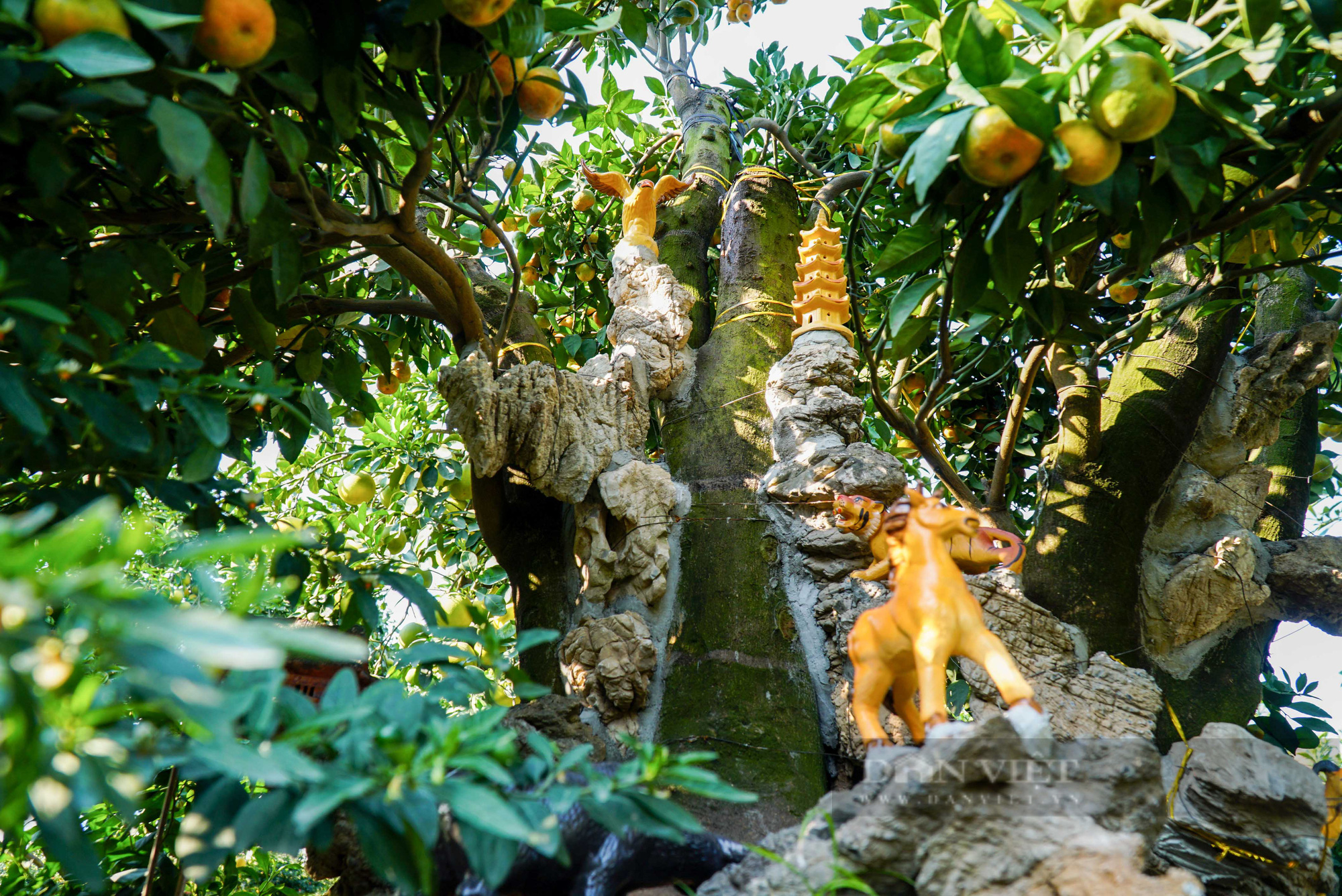 Lạc vào khu vườn quất bonsai cổ thụ tiền tỷ của nông dân Hưng Yên - Ảnh 5.