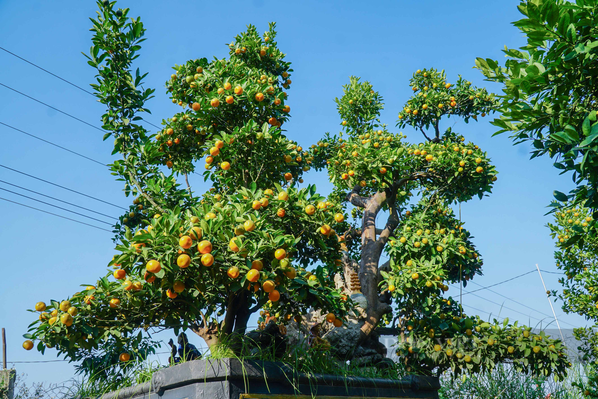 Lạc vào khu vườn quất bonsai cổ thụ tiền tỷ của nông dân Hưng Yên - Ảnh 9.