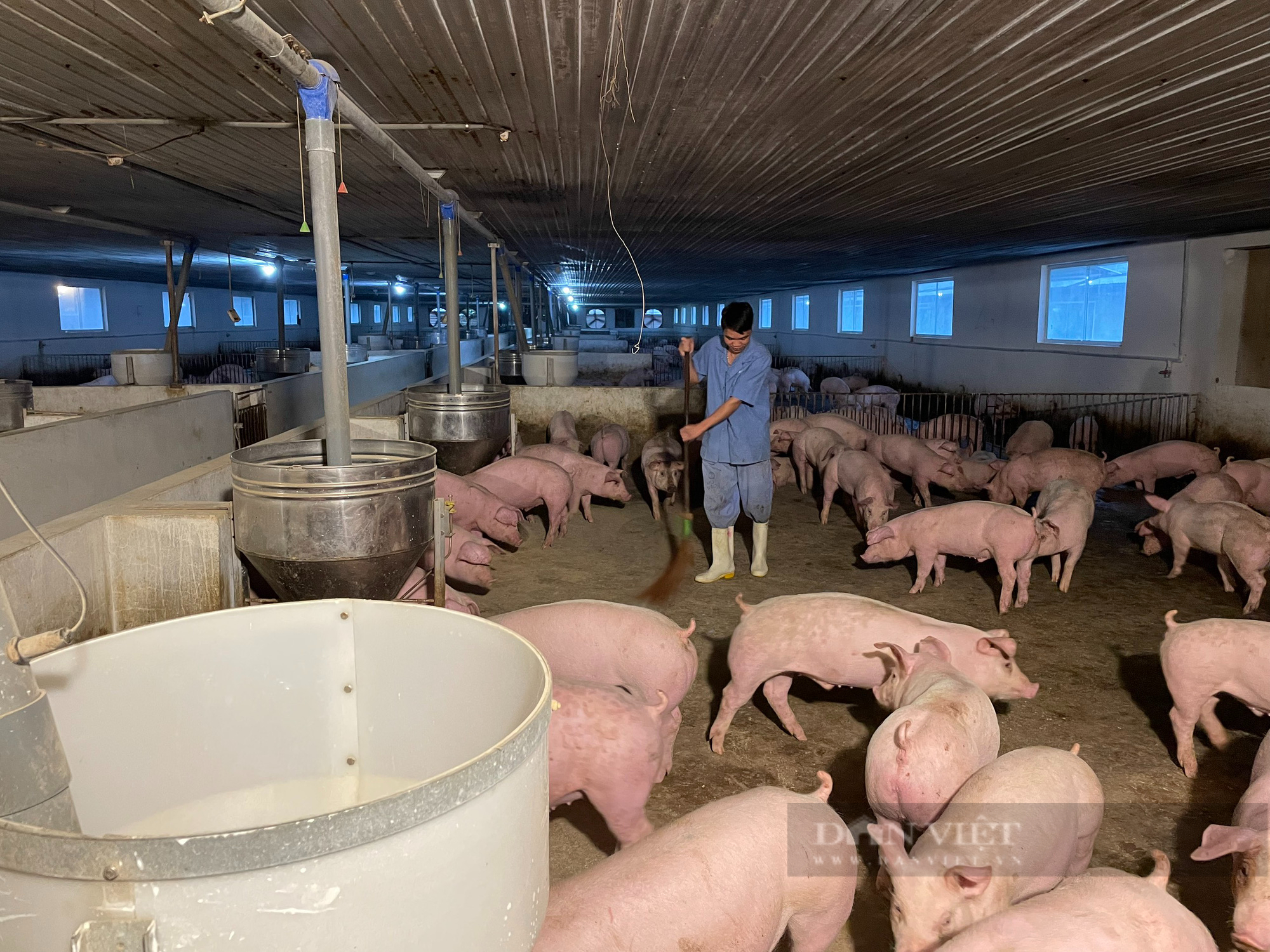 Giá lợn hơi tăng 5.000-6.000 đồng/kg, ông chủ trang trại thu đều đều 8-10 tỷ đồng mỗi tháng - Ảnh 1.