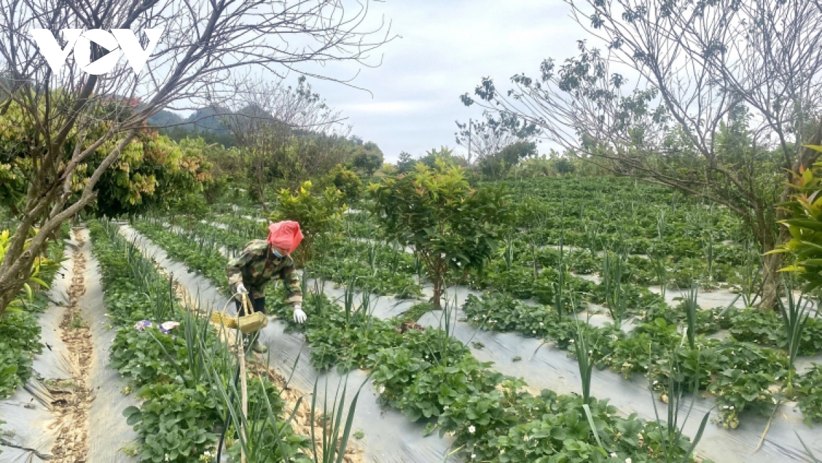 Mùa dâu tây ở Sơn La, nông dân thu tiền tỷ - Ảnh 1.