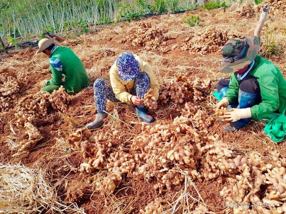 Nông dân &quot;khóc&quot; vì trồng gừng &quot;cay&quot; - Ảnh 1.