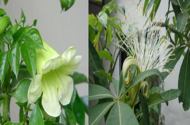 3 cây cảnh trong phòng khách hiếm khi nở hoa, nếu nở hoa báo hiệu tài lộc đến gần - Ảnh 1.