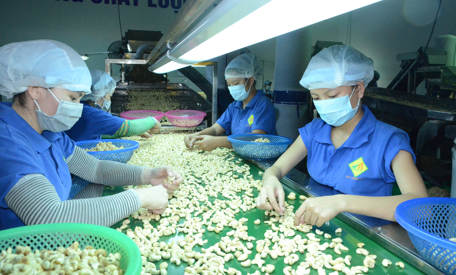 Việt Nam nhập triệu tấn một loại hạt từ Campuchia, chế biến bán cho Mỹ, Trung Quốc - Ảnh 1.