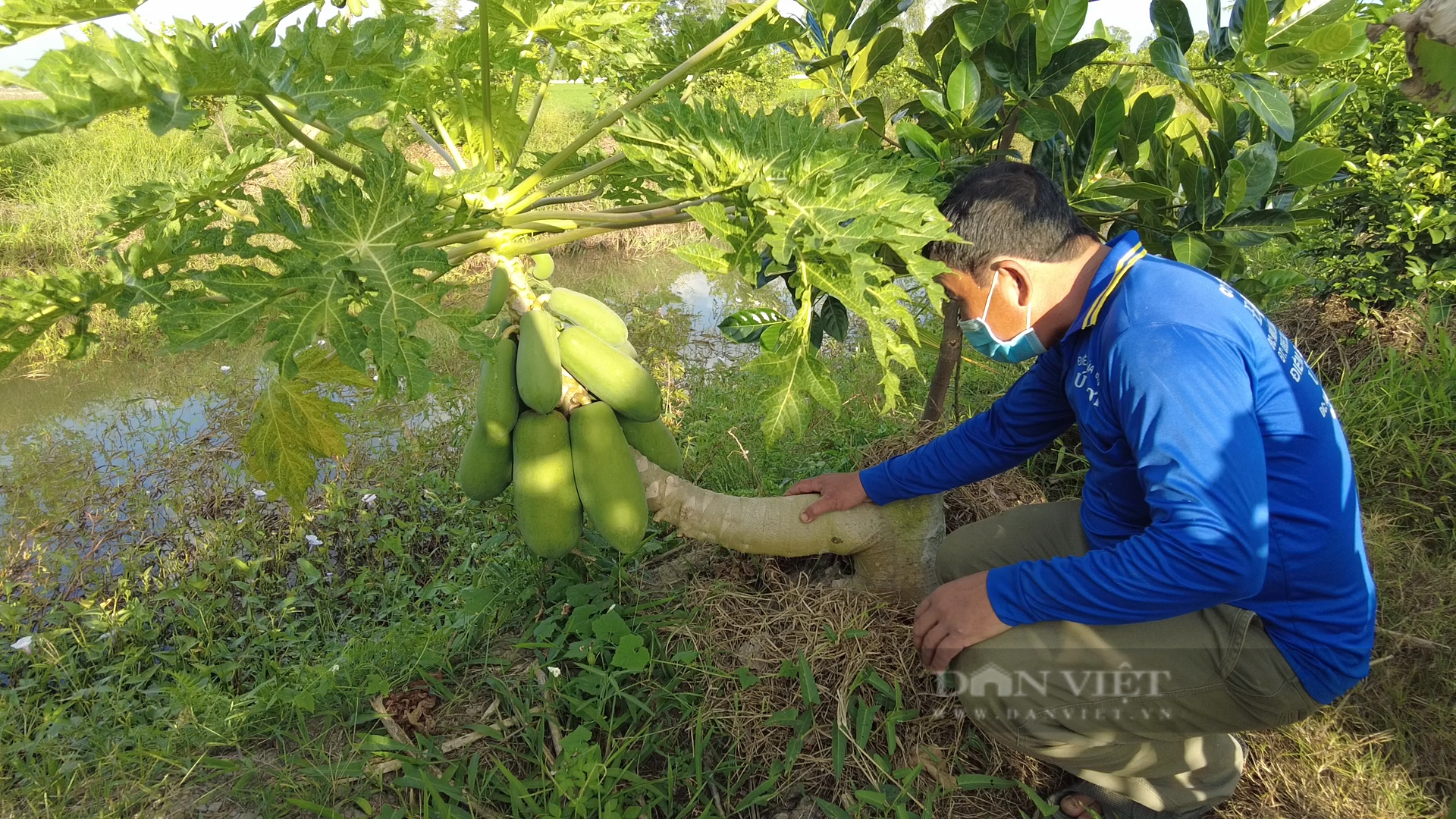 Trồng cây nửa đứng nửa nằm, ngày nào cũng có tiền, ăn 3 năm vẫn còn trái để bán. - Ảnh 2.