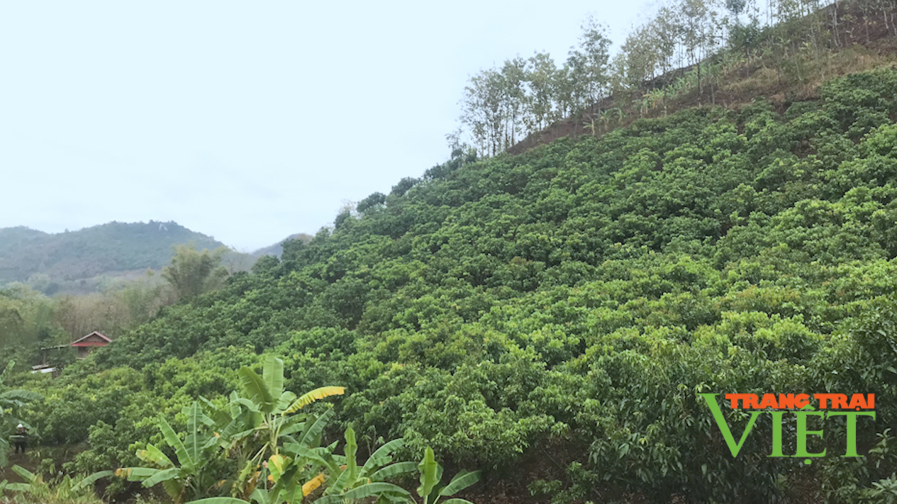 Sơn La: Bỏ trồng ngô, sắn nông dân đem nhãn lồng Hưng Yên về trồng thử và cái kết bất ngờ - Ảnh 1.