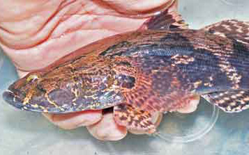 Loài cá sông đặc sản ở Gia Lai, có con nặng tới 5 ký, dân mà bắt được đến nhà giàu cũng "săn lùng"