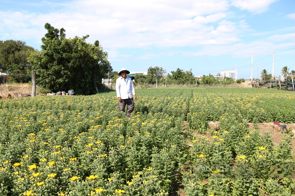Ninh Thuận: Giá hoa cúc vàng tăng cao, nông dân tiếc hùi hụi vì không có hoa để bán - Ảnh 3.