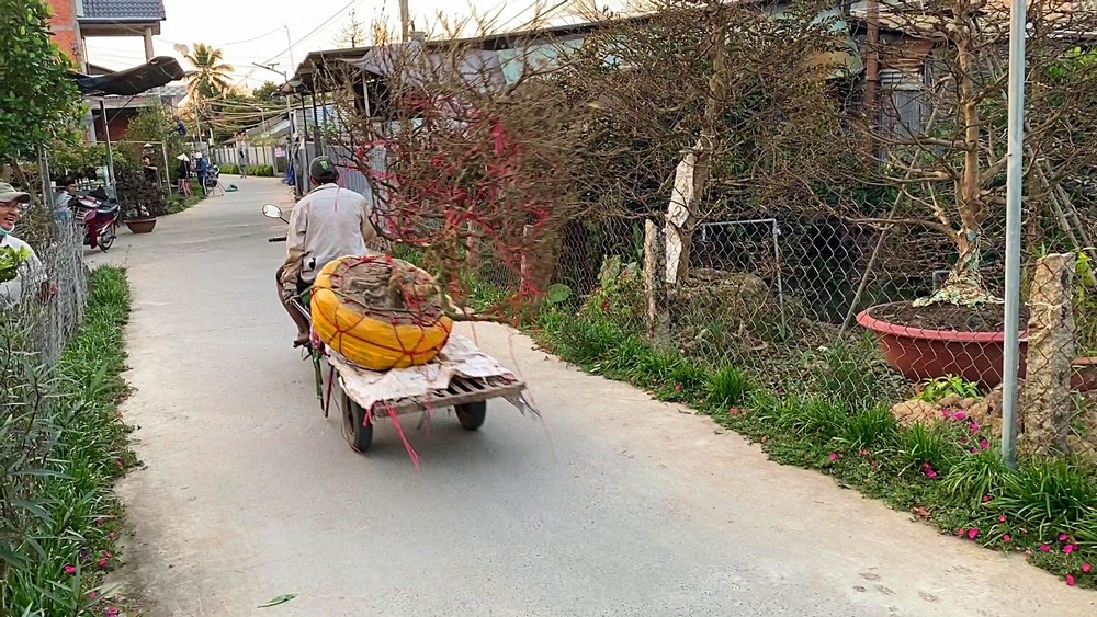 Cả làng trồng loài mai vàng 5 cánh nguyên thủy, quanh năm uốn tỉa, tết đến lặt lá bán giá cao - Ảnh 5.