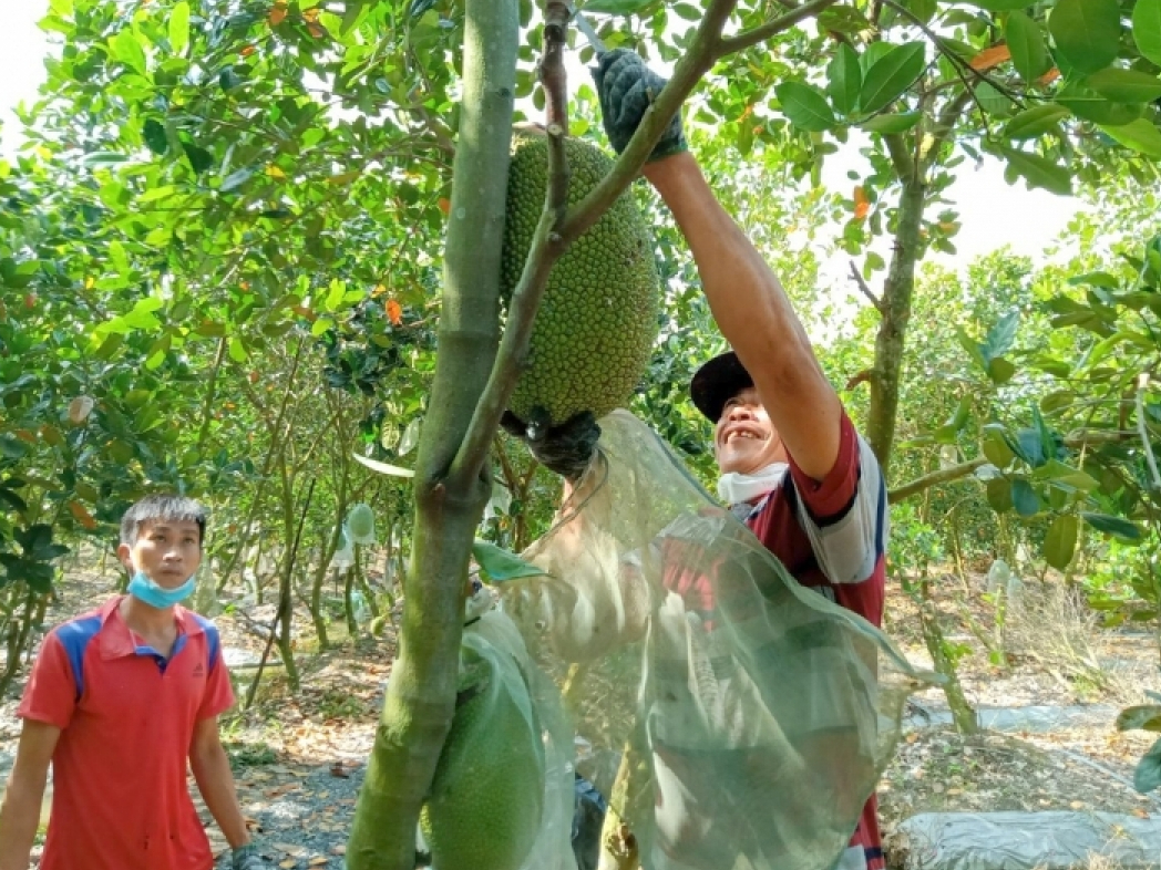 Mít Thái, từ nỗi lo &quot;giải cứu&quot; đến tìm đường sang Úc - Ảnh 2.