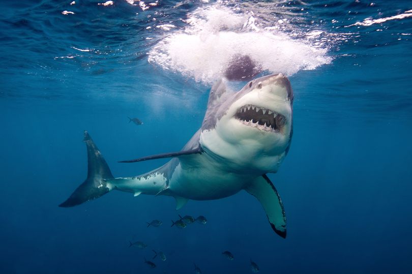 Vì sao cá mập lại thường tấn công con người vào những ngày trăng tròn? - Ảnh 1.
