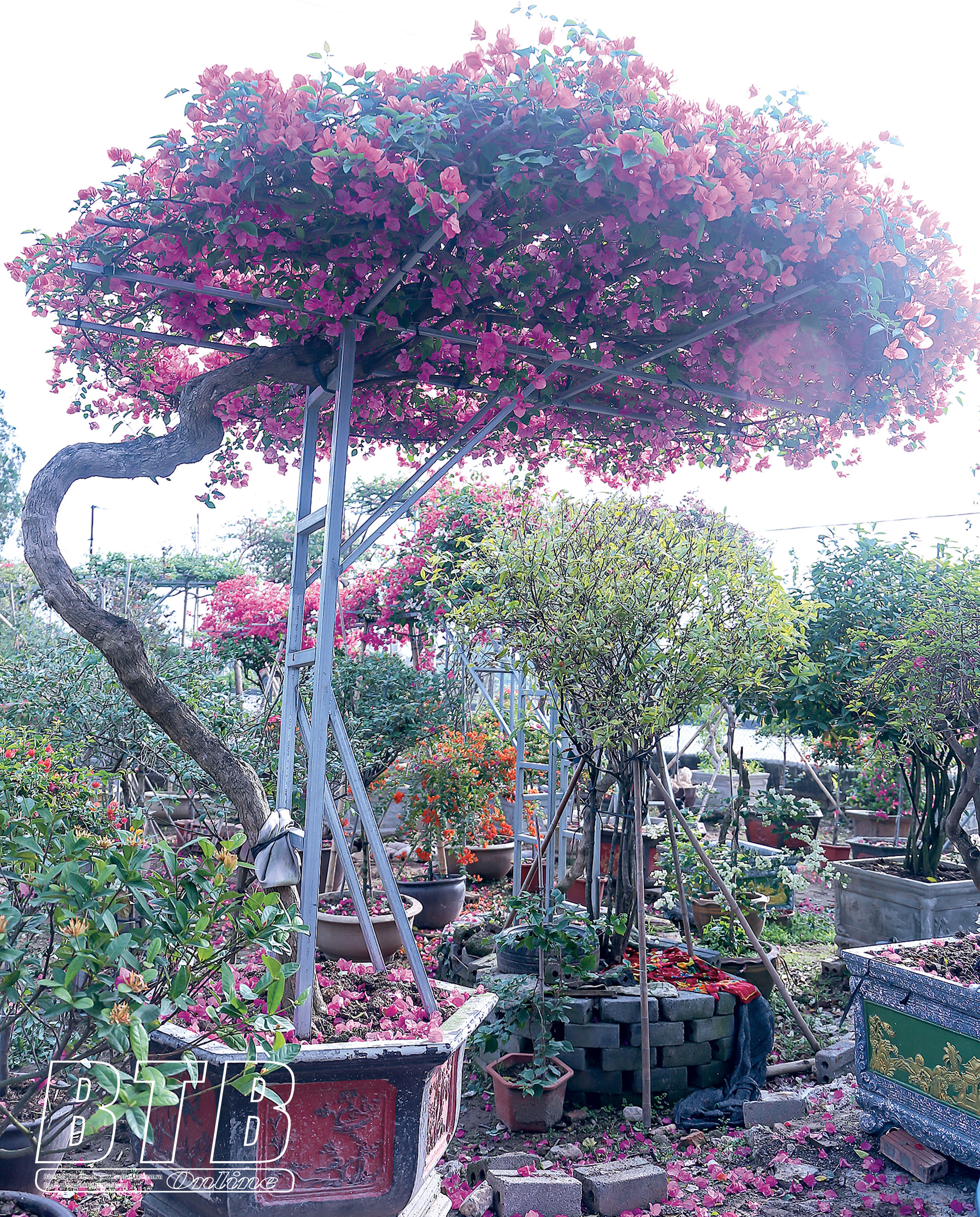 Hoa giấy ngũ sắc Thái Bình-từ cổng hoa giấy đến hoa giấy bonsai ...