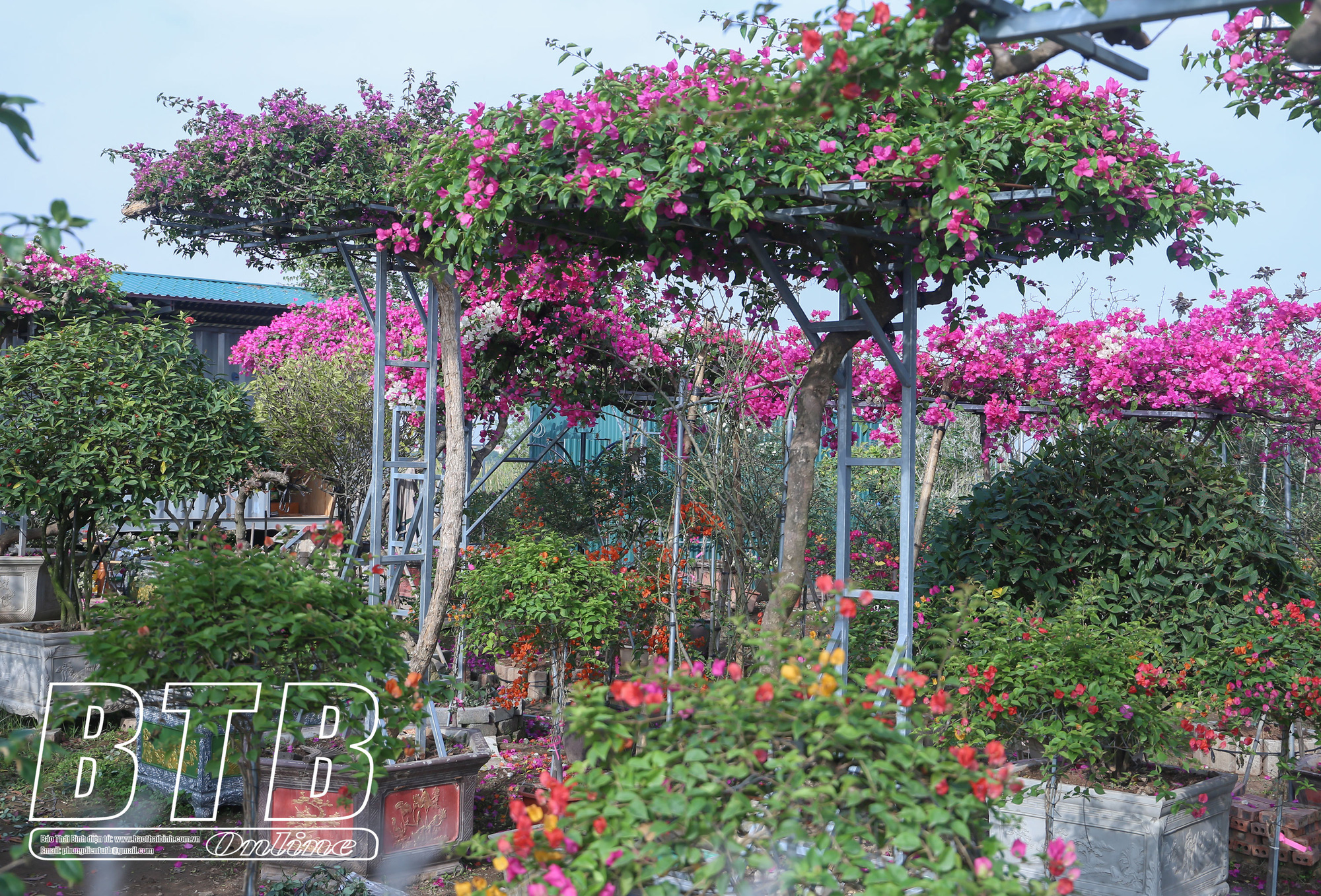 Hoa giấy ngũ sắc tại Thái Bình-từ trồng làm cổng hoa tới trồng trong chậu, cây hoa giấy cổ thụ giá 100 triệu/gốc - Ảnh 4.