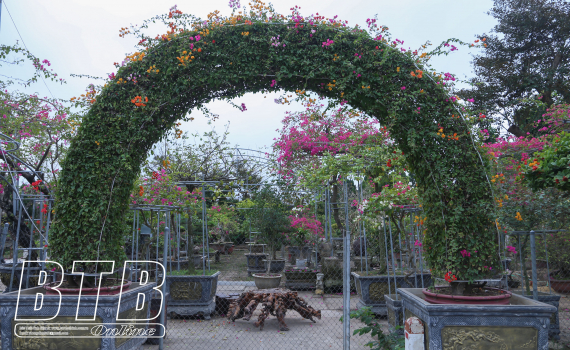 Hoa giấy ngũ sắc tại Thái Bình-từ trồng làm cổng hoa tới trồng trong chậu, cây hoa giấy cổ thụ giá 100 triệu/gốc - Ảnh 1.