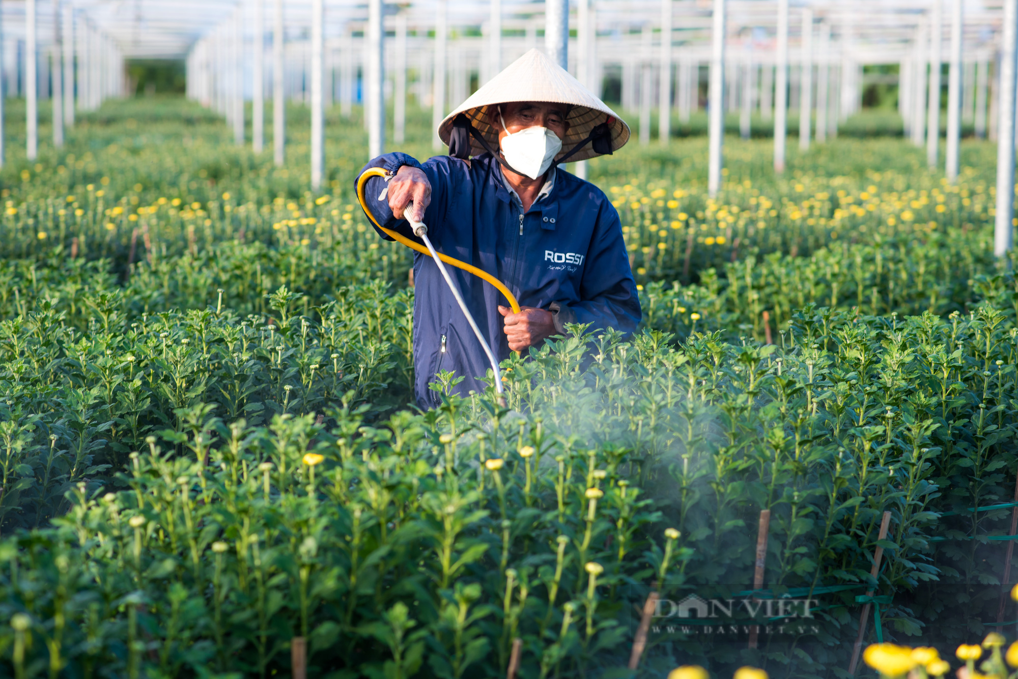 Đà Nẵng: Làng hoa Dương Sơn tất bật vào vụ Tết - Ảnh 1.