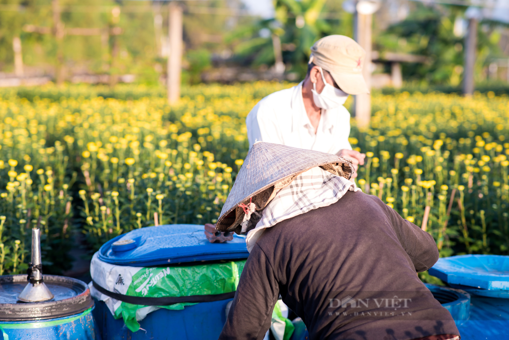 Đà Nẵng: Làng hoa Dương Sơn tất bật vào vụ Tết - Ảnh 11.