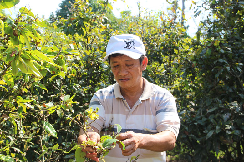 Vùng đất này trồng mai vàng khắp ngõ, xưa nông dân gieo hạt cho đỡ nhớ quê, ai ngờ nay bán lại có giá - Ảnh 1.