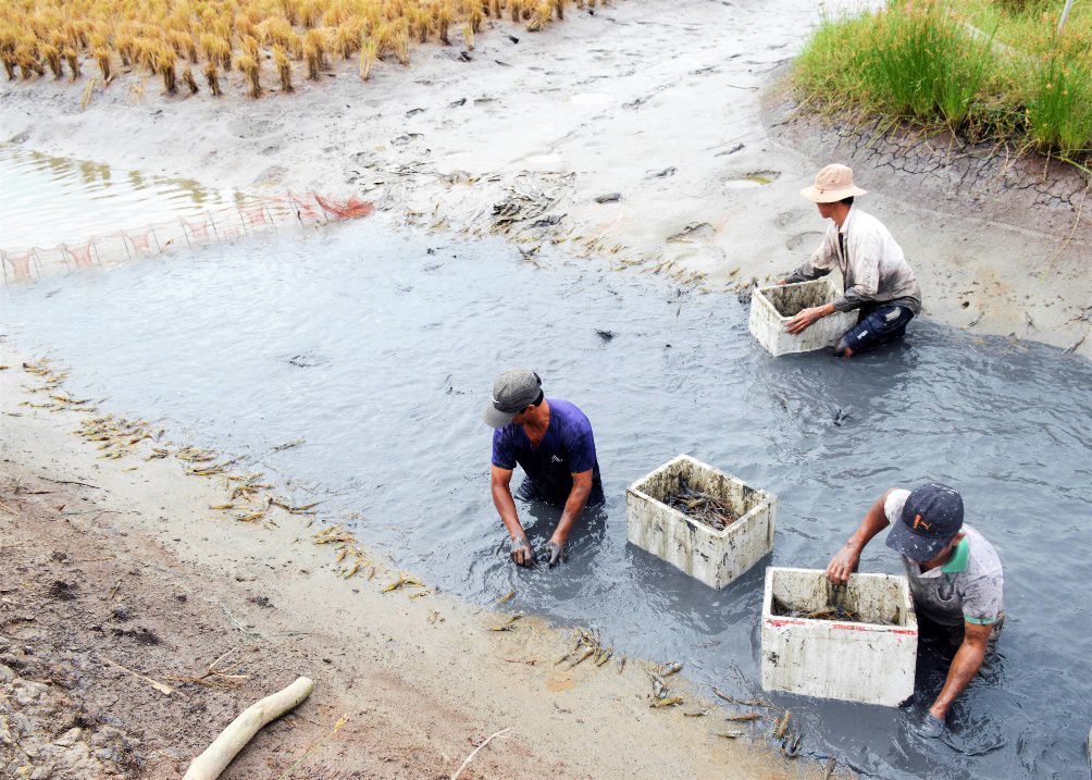 Cà Mau: Trúng mùa vụ tôm càng xanh nuôi trong ruộng lúa, con nào cũng tươi rói, bán được giá - Ảnh 1.