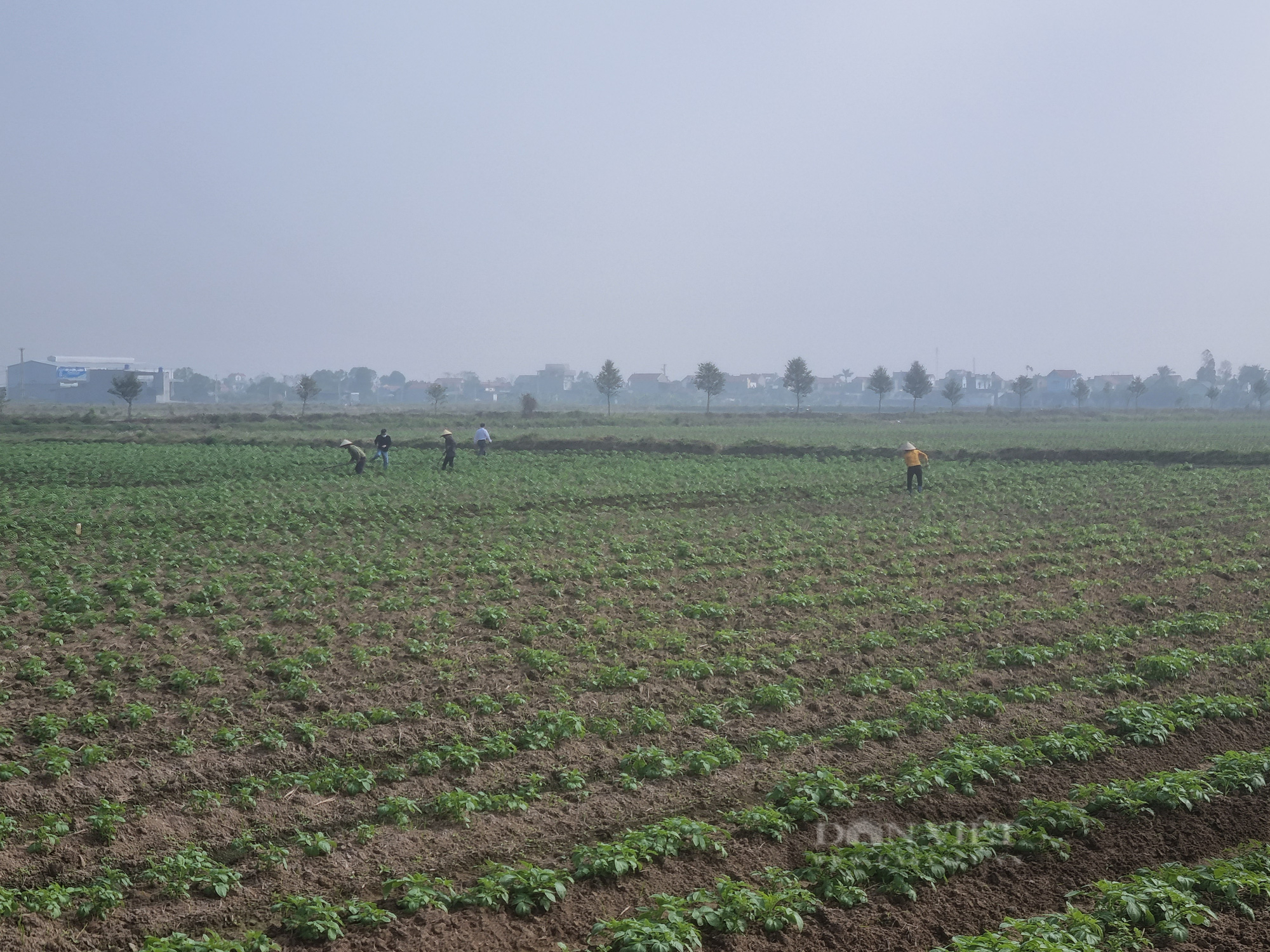 Nga Sơn: Liên kết sản xuất giúp người nông dân nâng cao thu nhập - Ảnh 5.