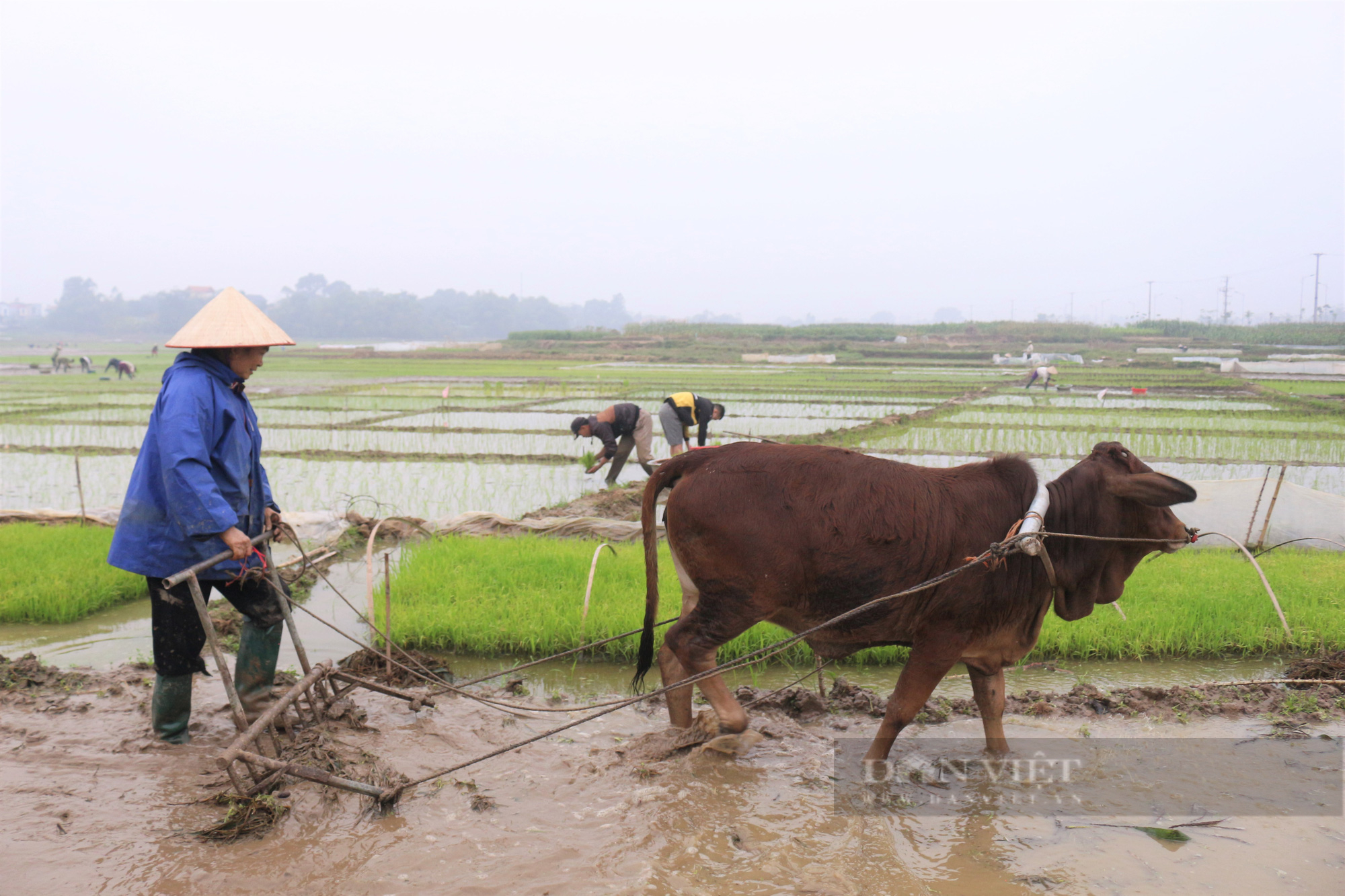 Cô Sự đã ngoài 60 nhưng vẫn đủ sức “vác cày ra ruộng hừng đông”