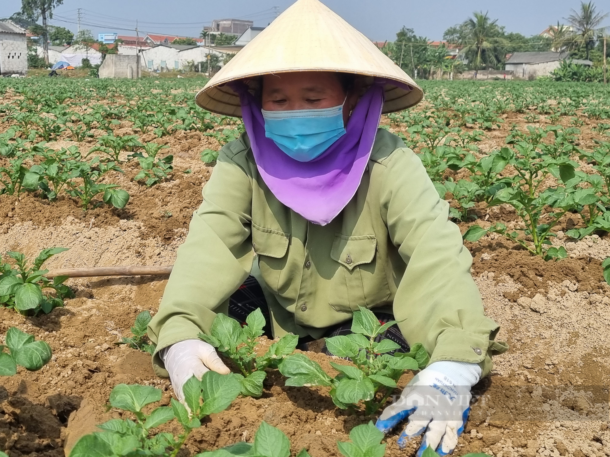 Nga Sơn: Liên kết sản xuất giúp người nông dân nâng cao thu nhập - Ảnh 2.