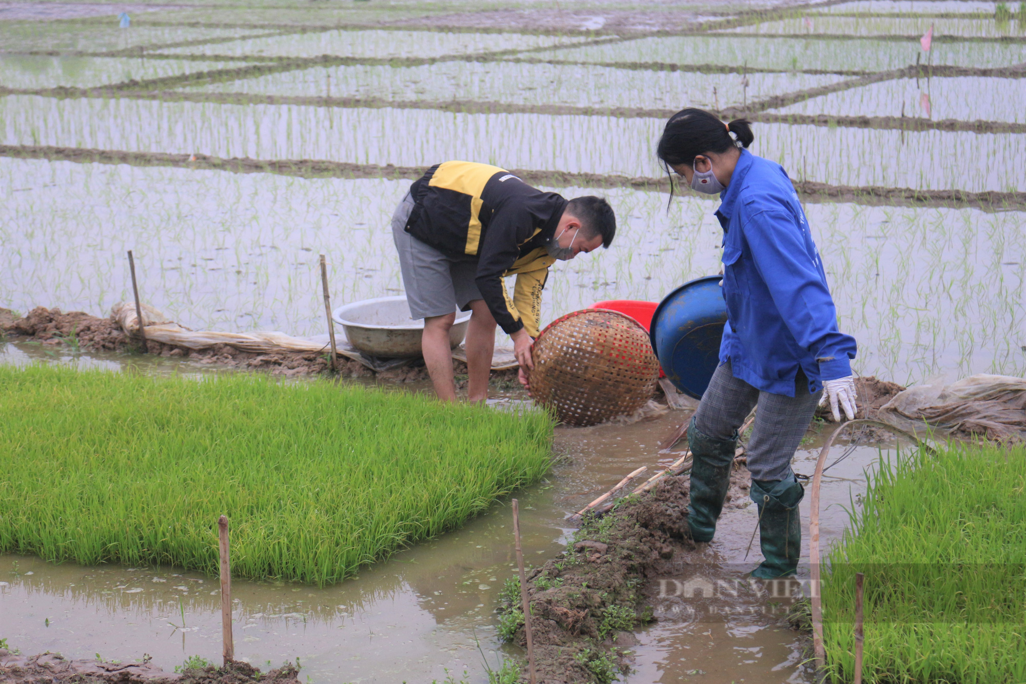 Vợ chồng chị Doan tranh thủ cấy cho xong nốt sào ruộng cuối trước khi nghỉ trưa