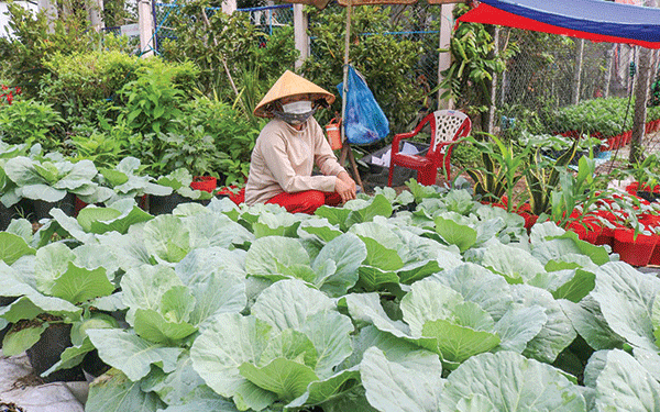 Cần Thơ: Trồng rau cải bắp trong chậu như trồng cây cảnh, ai ngờ bán lại nhanh, bao nhiêu cũng bán hết