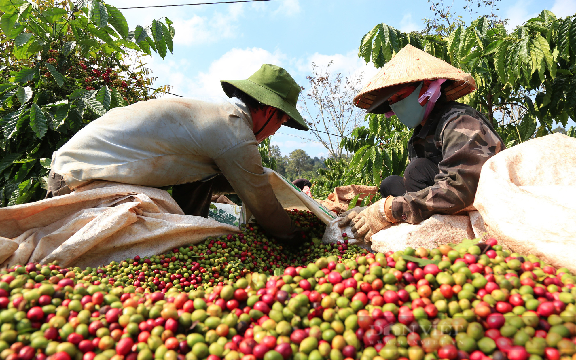 Mỹ mạnh tay chi hơn 5,72 tỷ USD mua loại hạt này, giá cà phê Việt Nam sẽ tăng?