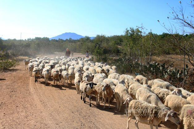Người chăn nuôi Ninh Thuận khấp khởi mừng vì dê, cừu lên giá đầu năm 2022 - Ảnh 3.