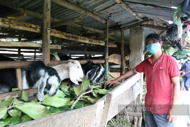 Người chăn nuôi Ninh Thuận khấp khởi mừng vì dê, cừu lên giá đầu năm 2022 - Ảnh 1.