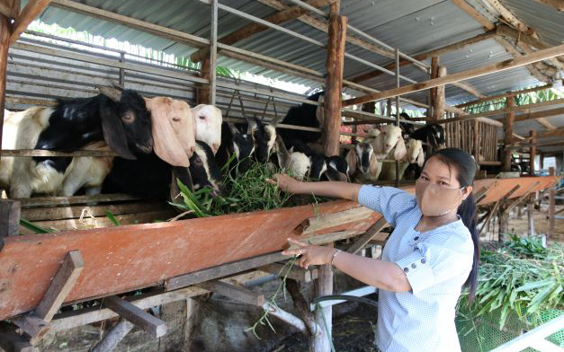 Ninh Thuận: Đầu năm nông dân đón tin vui, giá dê, cừu đã nhích lên 