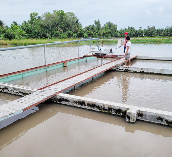 Đào sông trong ruộng nuôi cá thác lác, cá sặc rằn theo công nghệ Mỹ, nông  dân Sóc Trăng bắt 60 tấn