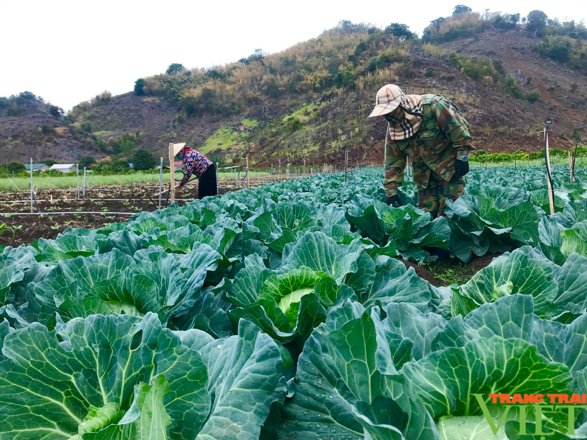 Nông thôn Tây Bắc: Tăng thu nhập cao từ cây trồng vụ đông - Ảnh 2.