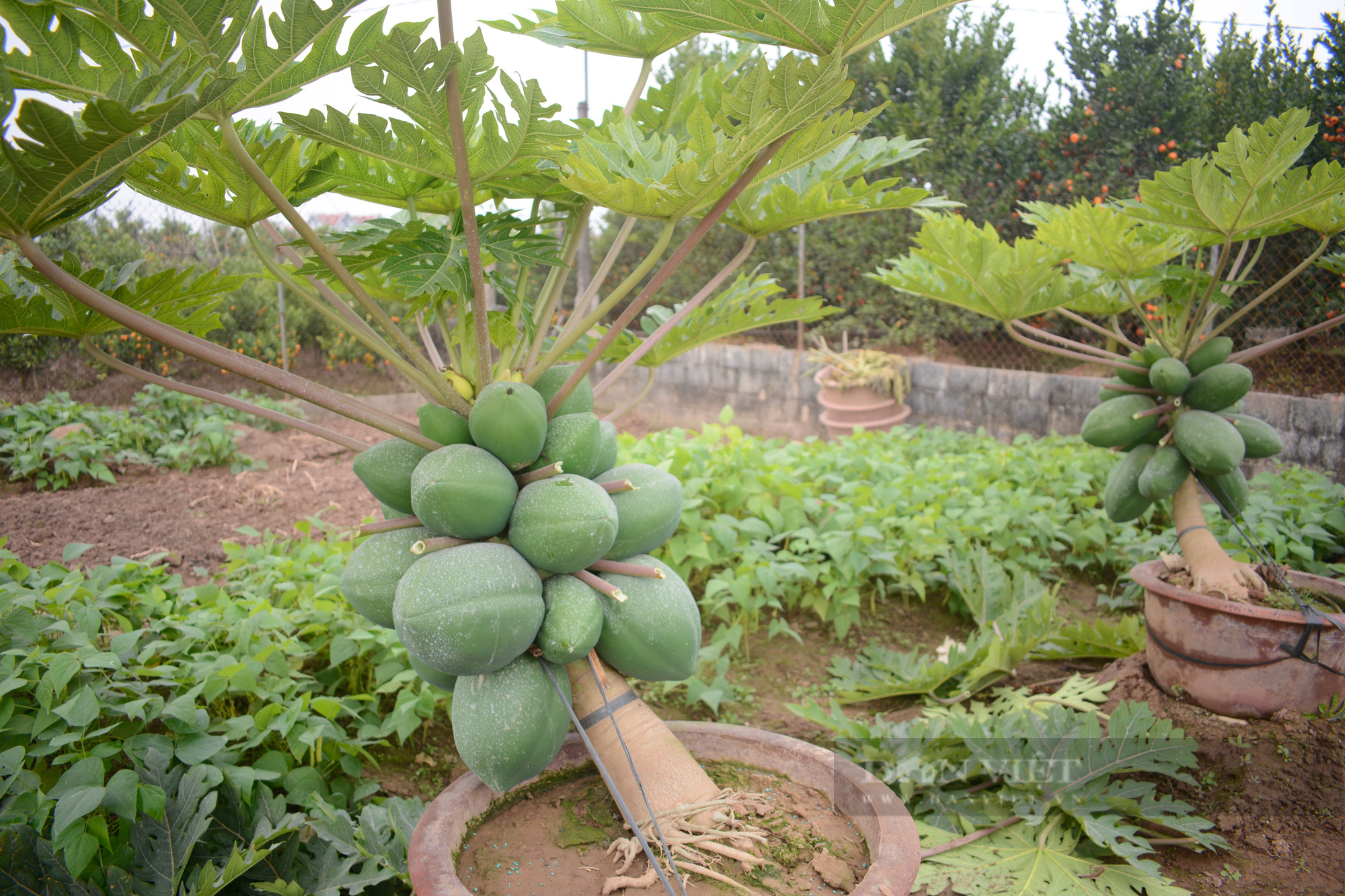 Tạo dáng đu đủ thường thành hàng bonsai độc lạ, giá tiền triệu/cây vẫn đắt khách - Ảnh 3.