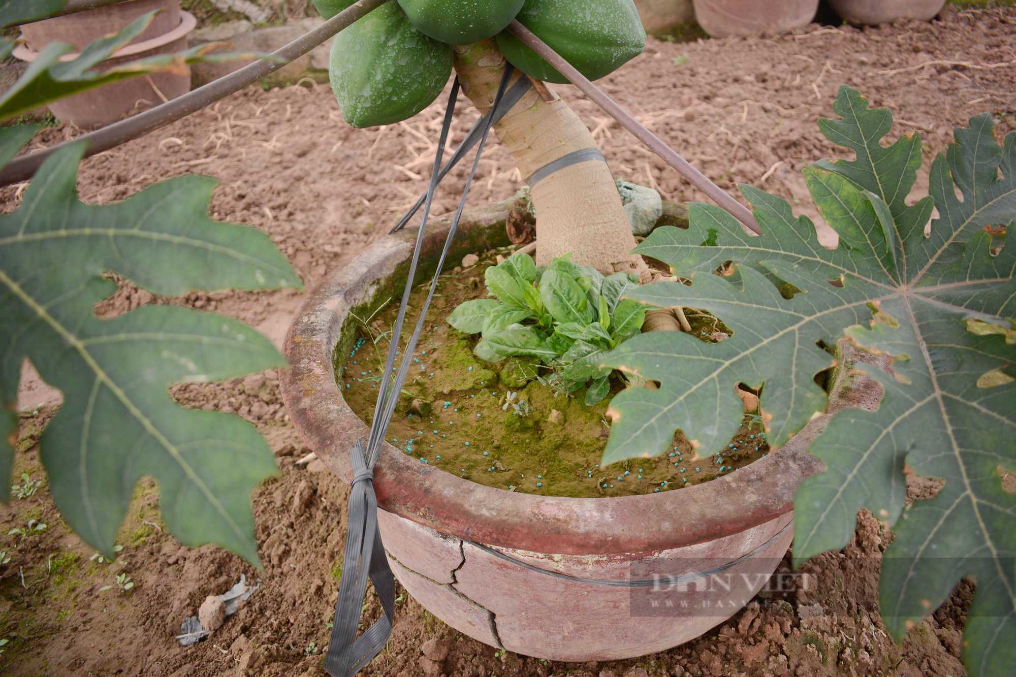 Tạo dáng đu đủ thường thành hàng bonsai độc lạ, giá tiền triệu/cây vẫn đắt khách - Ảnh 6.