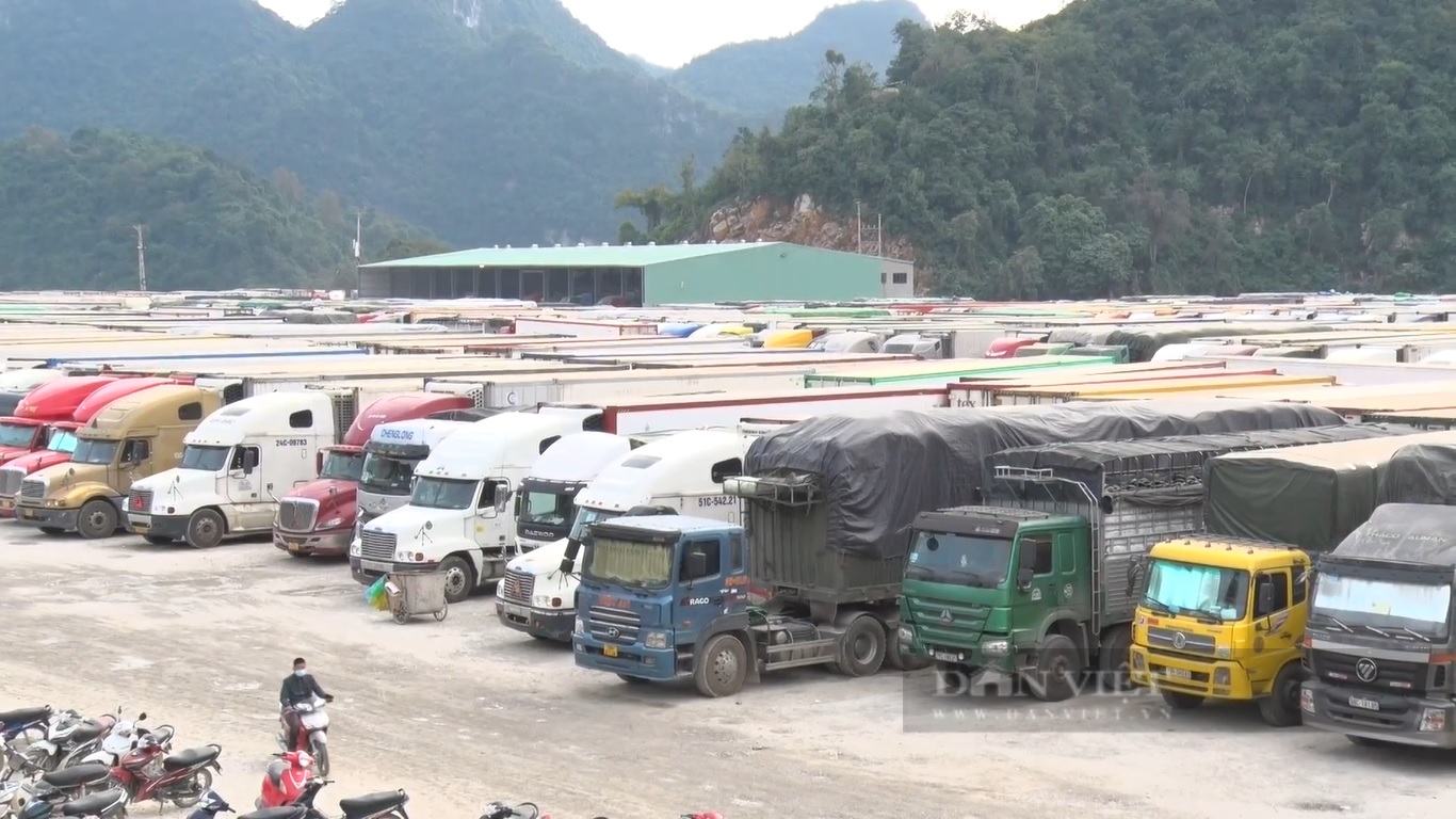 Sáng nay (21/1), diễn ra Tọa đàm: “Tìm giải pháp căn cơ cho nông sản xuất khẩu Trung Quốc” - Ảnh 1.