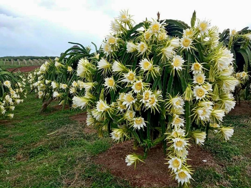 Bình Thuận: Kêu gọi các sàn thương mại điện tử giới thiệu, kết nối tiêu thụ thanh long và dưa hấu của nông dân - Ảnh 2.