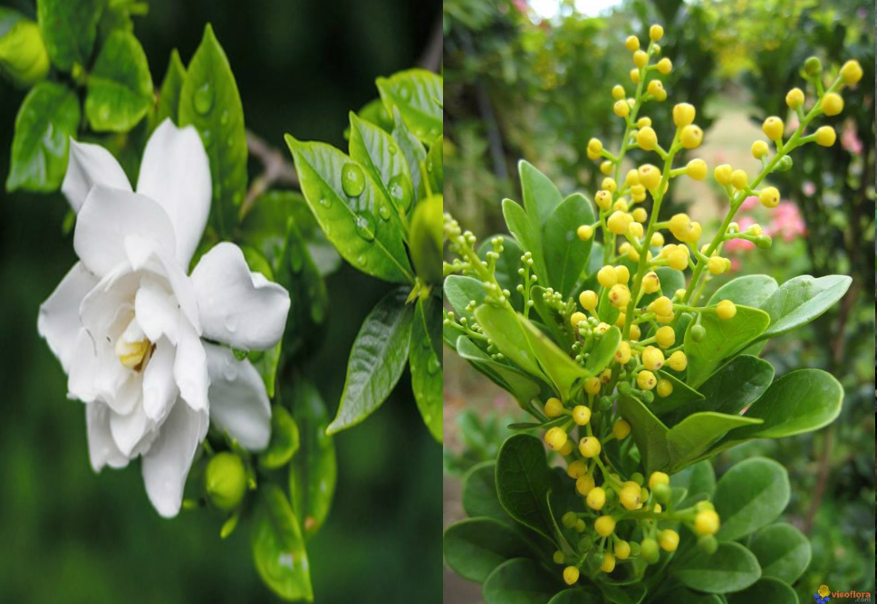 4 cây cảnh được mệnh danh là &quot;bình giấm&quot;, nhỏ vài giọt hoa lá xanh tươi quanh năm - Ảnh 1.