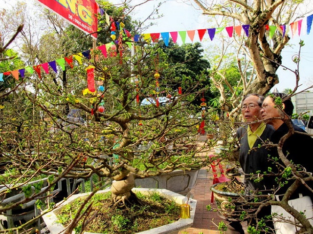 4 cây cảnh bonsai tết 2022 mang nhiều ý nghĩa - Ảnh 2.