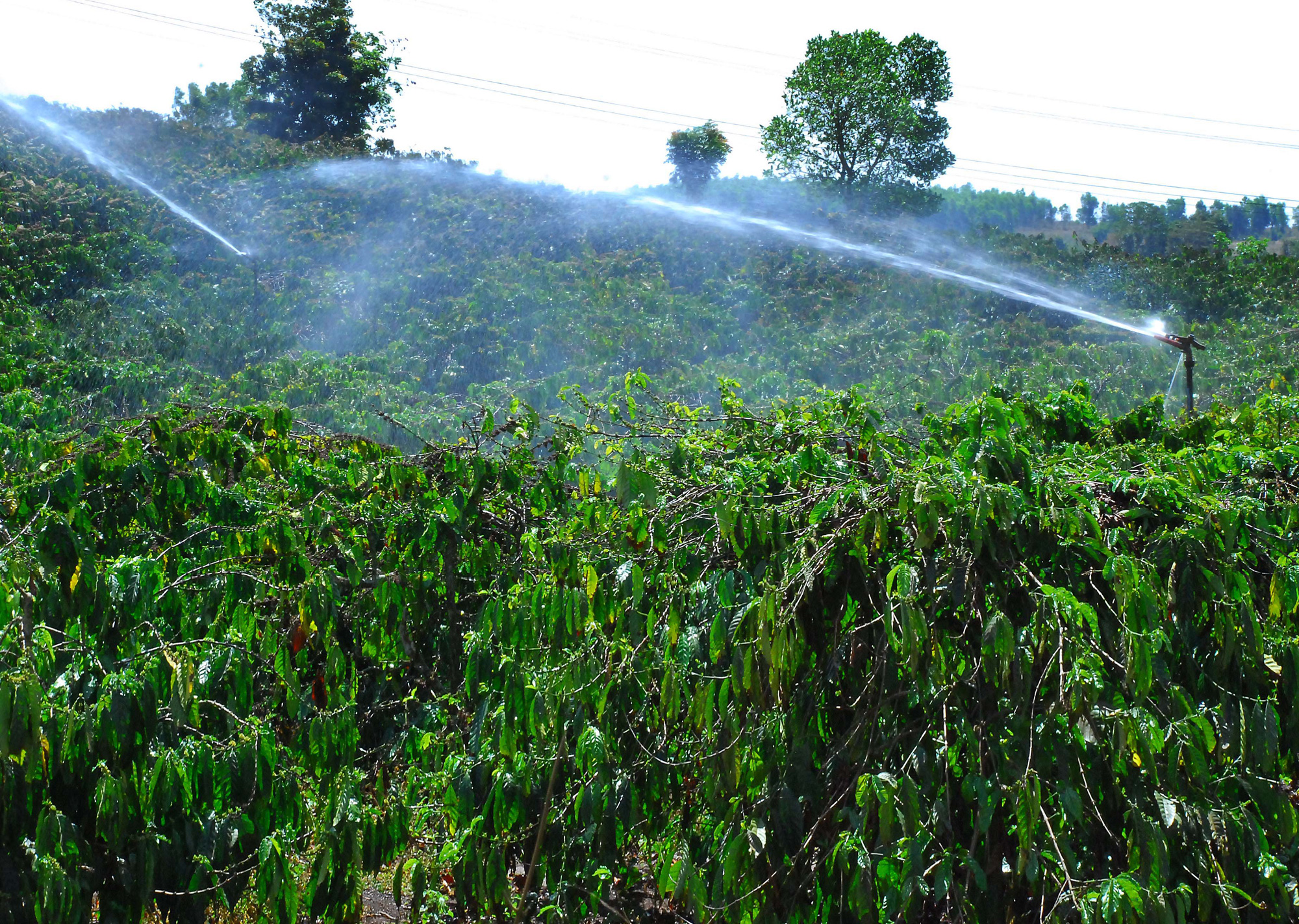 Giá cà phê Robusta Đắk Lắk hôm nay quay đầu tăng; thời tiết bất lợi, nông dân nên làm gì? - Ảnh 4.