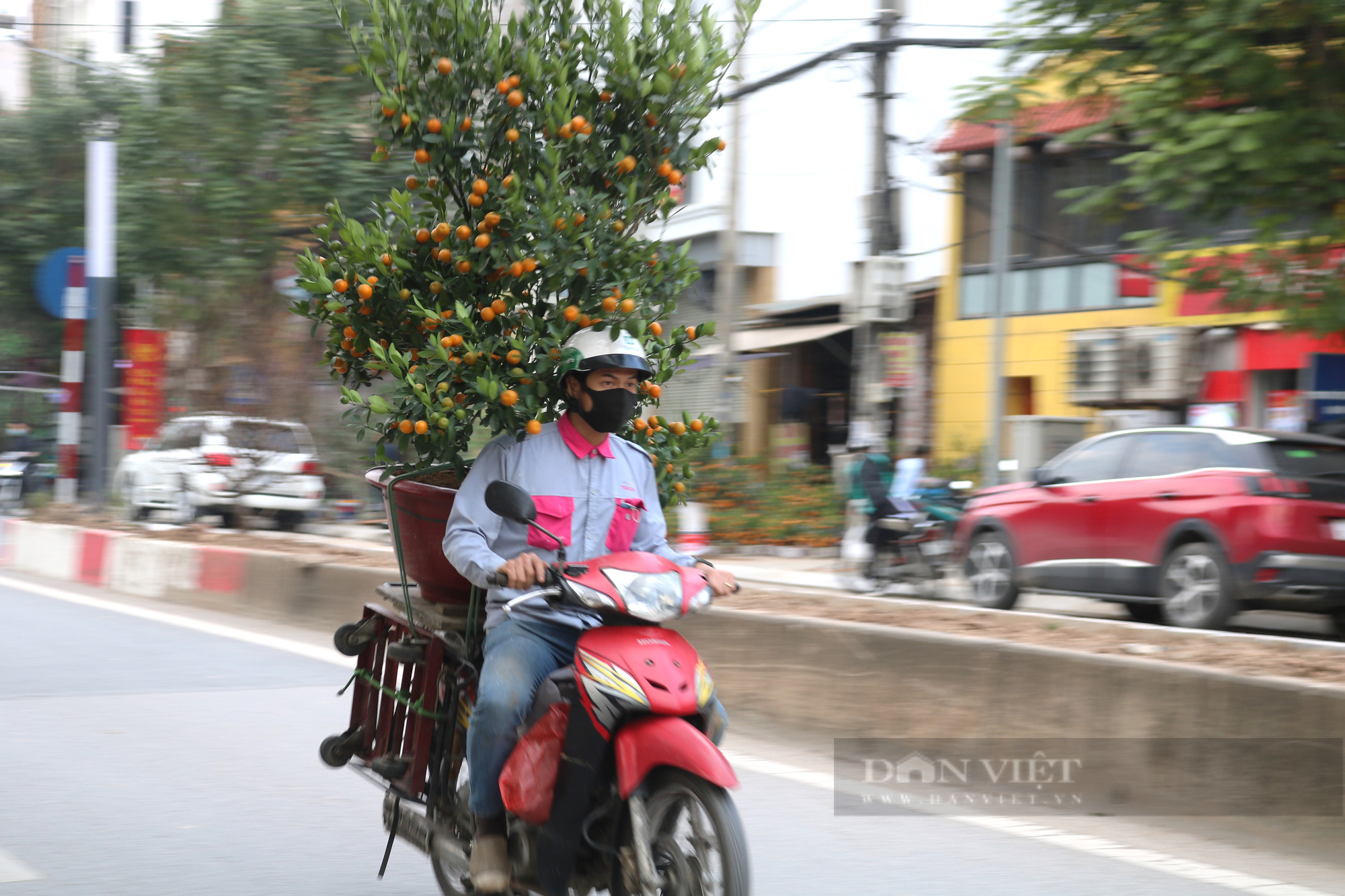 Mùa Tết covid nên nghề chở đào, quất Tết cũng kém phần nhộn nhịp hơn những năm trước. 