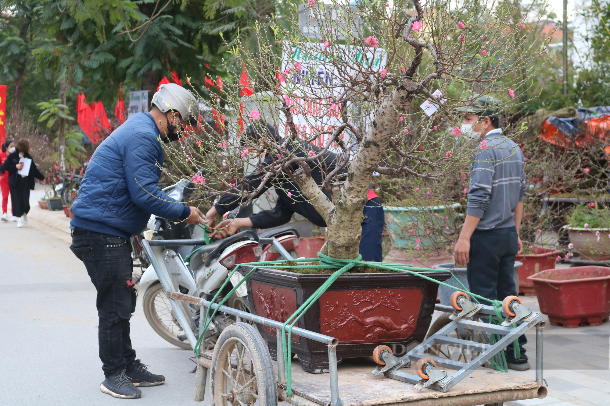 Chiếc xe cũ còn chòng chành đào quất nặng trĩu là Tết này còn có thêm “đồng ra đồng vào”